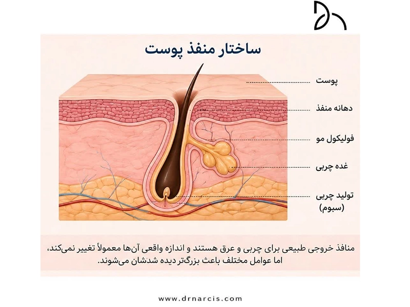 ساختار منافذ پوست و ارتباط آن با فولیکول مو و غده چربی